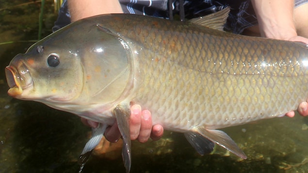 Le corps d'un poisson buffle à grande bouche.