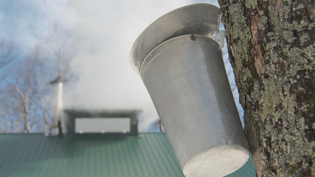 Une chaudière accrochée à un érable avec en arrière-plan la cheminée d'une cabane à sucre qui fume.