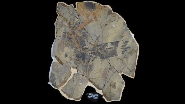 Les restes fossilisés du Caihong juji. Il est possible d'y observer le plumage.