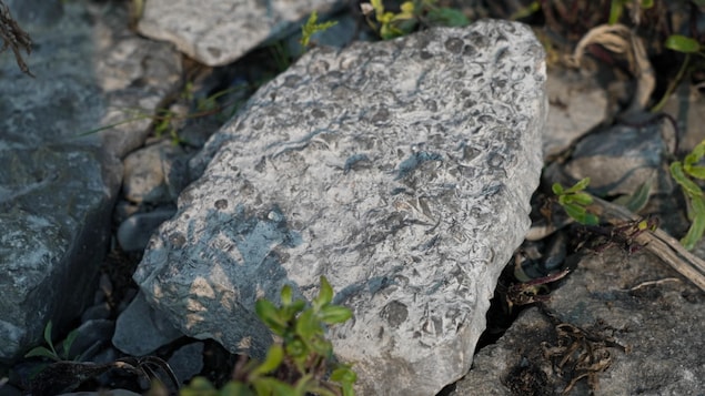 Un caillou fossilifère sur la plage à Anticosti.