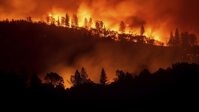 Le feu brûle les arbres dans la nuit. Le feu brûle les arbres dans la nuit.
