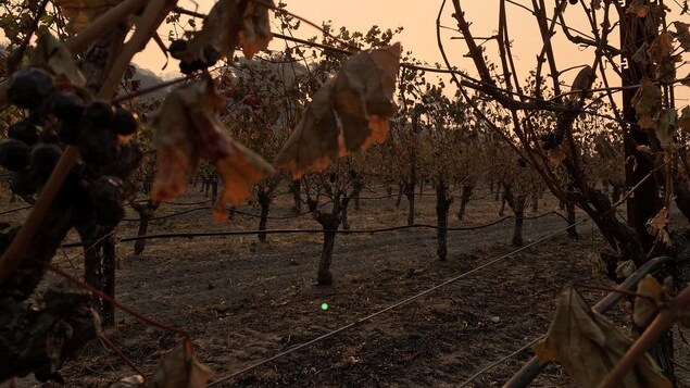 Des vignobles dans la vallée de Napa résistent aux ravages des feux de forêt qui sévissent dans le nord de la Californie