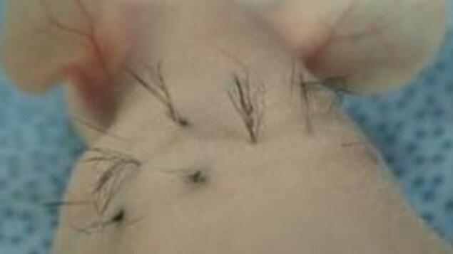 Des cheveux dans le dos d'une souris. Des cheveux dans le dos d'une souris.