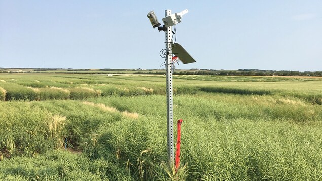 Une caméra fixée dans un champ enregistre des images des plants en croissance tout au long de l'été. Une caméra fixée dans un champ enregistre des images des plants en croissance tout au long de l'été.