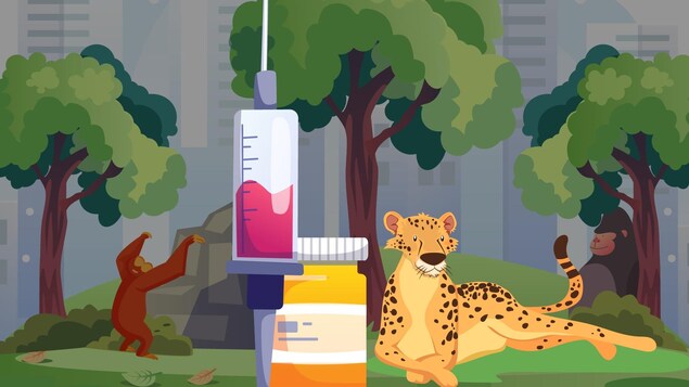 Le zoo de Toronto va vacciner des animaux contre la COVID-19