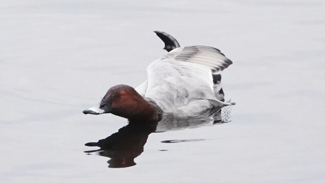 Le Fuligule milouin dans l'eau.