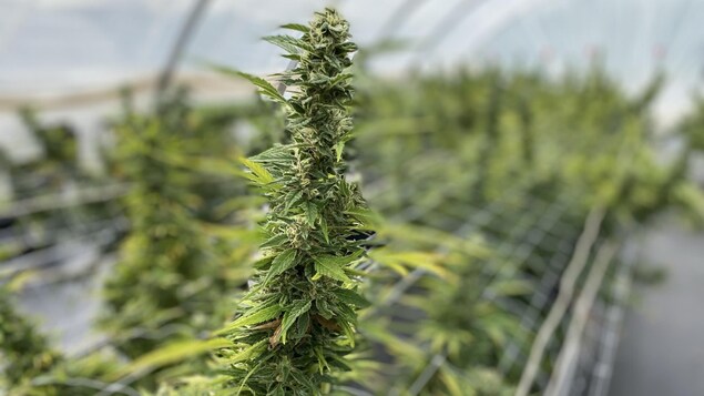 Au Nouveau-Brunswick, le cannabis veut se faire une place au soleil