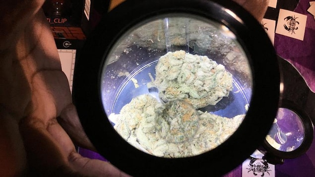 Un vendeur du marché aux puces CannaMania présente un pot hermétique contenant un échantillon de marijuana. Un vendeur du marché aux puces CannaMania présente un pot hermétique contenant un échantillon de marijuana.