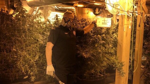 Un policier lors d'une descente dans une plantation de cannabis illégale. Un policier lors d'une descente dans une plantation de cannabis illégale.