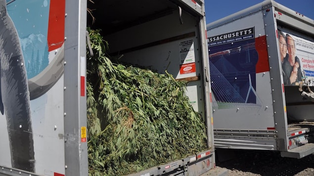 Un chargement de plants de cannabis est intercepté par des agents. Un chargement de plants de cannabis est intercepté par des agents.