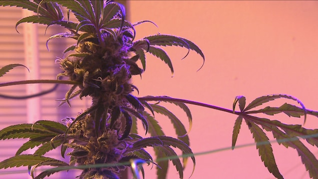 Un plant de cannabis cultivé dans une maison