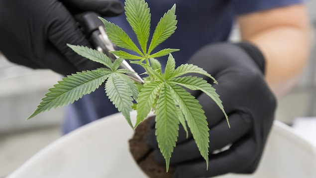 Un plant de cannabis.