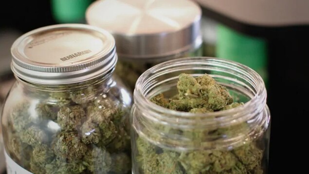 Des pots de cannabis.