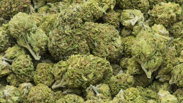 Cannabis séché.