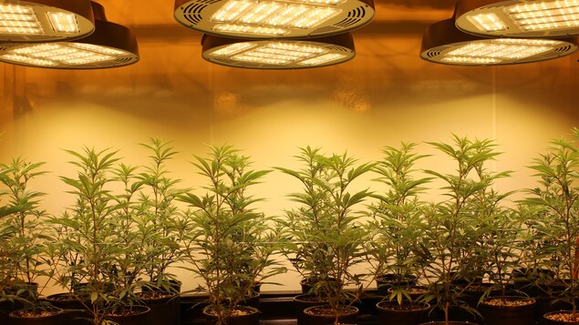 Des plants de cannabis sous des lumières DEL.