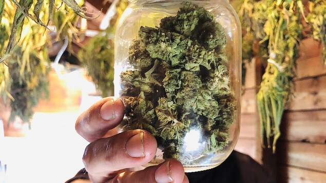 Selon les plus récentes données de Statistique Canada, 61% des Canadiens continue d’acheter ou consommer du cannabis illégal.