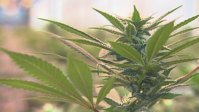 Un plan de cannabis, dans une serre visible en flou.