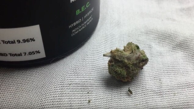 Gros plante sur une cocotte de marijuana avec des bouts de moisissure sur le dessus.