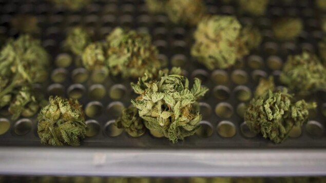 Du cannabis.