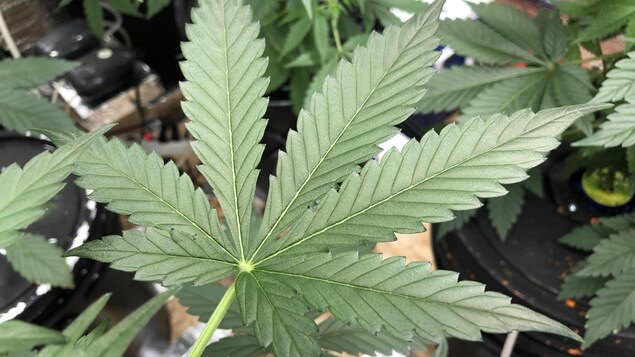 Une feuille de cannabis en gros plan avec en arrière-plan des plants de cannabis dans des pots.