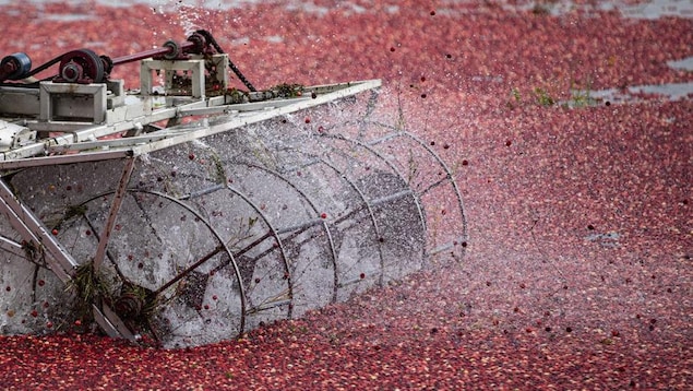 « Saison parfaite » pour les producteurs de canneberges