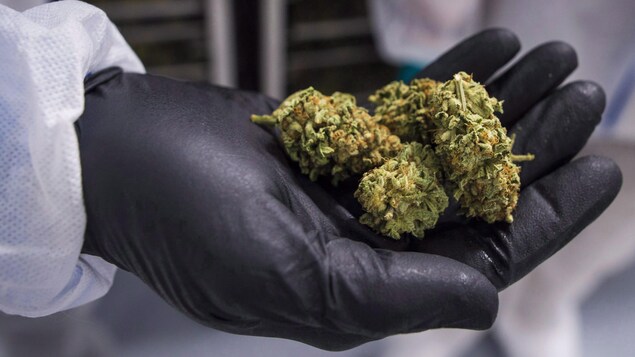 Photo d'une main couverte d'un gant noir qui tient du cannabis.