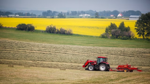 Un agriculteur met en balles sa récolte de foin devant un champ de canola à l'arrière-plan alors que de la fumée de feu de forêt flotte dans l'air près de Cremona, en Alberta, le vendredi 16 juillet 2021.