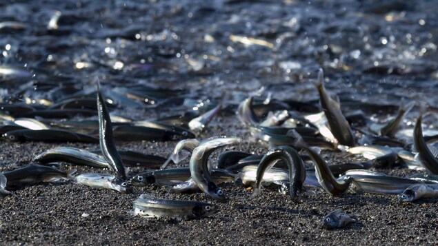 Dizaines de capelans ayant sauté hors de l'eau. Dizaines de capelans ayant sauté hors de l'eau.