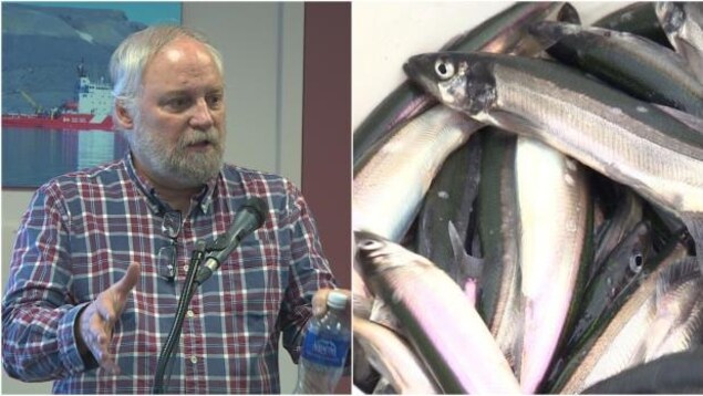 Le scientifique Pierre Pepin explique l'importance du capelan pour la santé des poissons plus lucratifs, comme la morue ou la crevette.