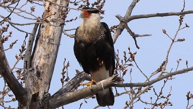 Un caracara