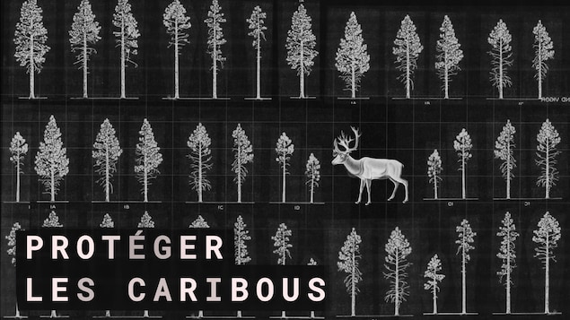 Un caribou est placé entre des arbres dans un montage d'images.
