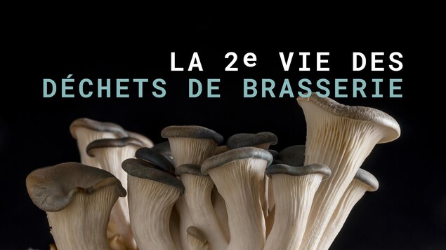 La 2e vie des déchets de brasserie