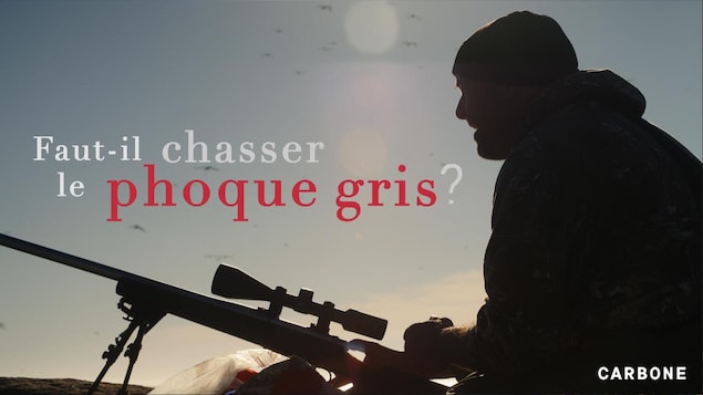 Faut-il chasser le phoque gris?