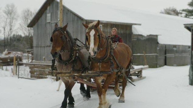 Paul Chaperon dirige son attelage de deux chevaux en face de sa ferme.