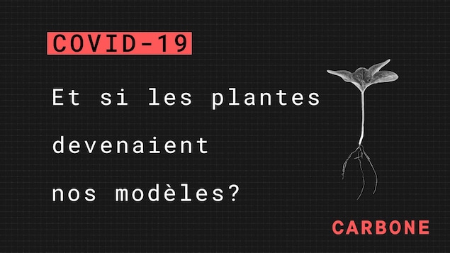 Boucar Diouf propose que l'on s'inspire des plantes. 