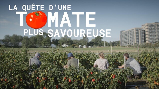 La quête d'une tomate plus savoureuse