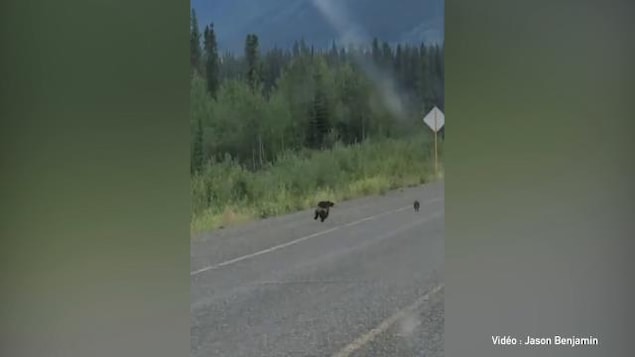 Un carcajou court après un lapin sur une route.
