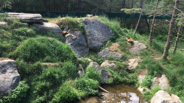 Deux carcajous se promènent dans leur enclos. Deux carcajous se promènent dans leur enclos.