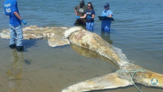 La carcasse d'une baleine noire