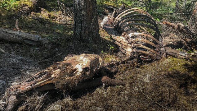Une carcasse d'orignal en forêt