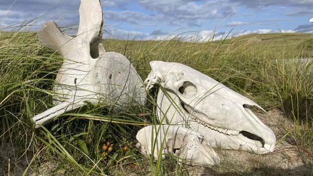 Un squelette de cheval dans les hautes herbes de l'île de sable.