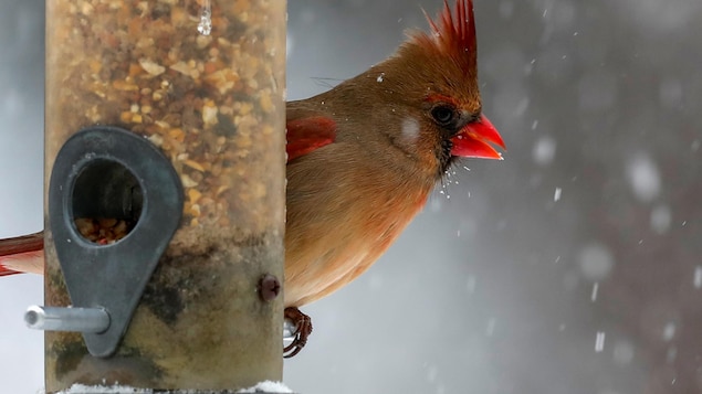Grippe aviaire : faut-il éviter de nourrir les oiseaux cet hiver?