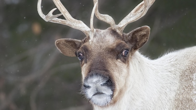 La tête d'un caribou photographié dans la nature.