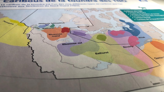 La Cour suprême des T.N.-O. se prononcera sur la chasse des caribous Bluenose-Ouest