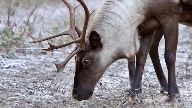 Caribou : le PQ ne veut pas d’intervention du fédéral et urge Québec d’agir