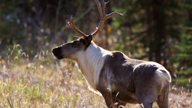 Des mesures de protection à venir pour les caribous du Pipmuacan, dit Charette