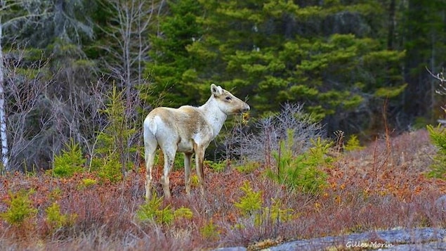 Un caribou forestier.