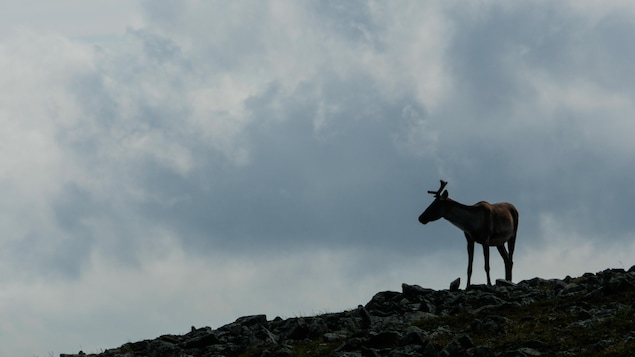 On voit de profil un jeune caribou sur un terrain rocheux. Le ciel est nuageux.