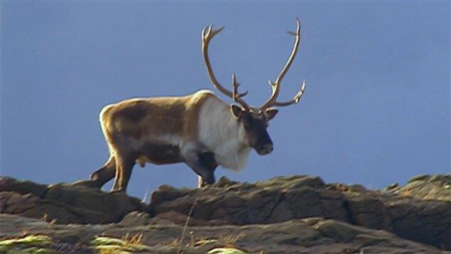 Un caribou dans le Parc de la Gaspésie. Un caribou dans le Parc de la Gaspésie.