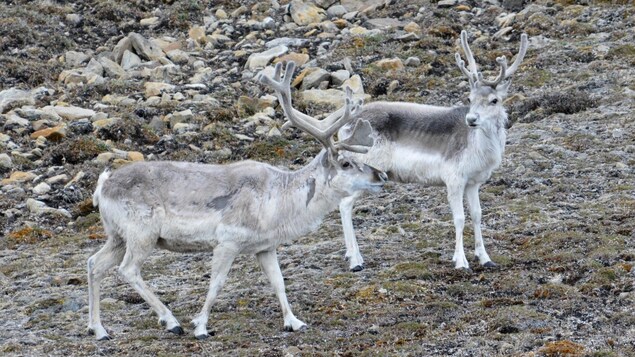 Changements climatiques : l’UdeS unit ses connaissances au savoir traditionnel inuit